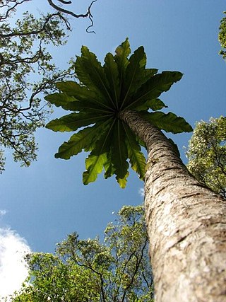 <i>Cyanea superba</i> Species of plant