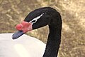 Cabeça de um cisne-de-pescoço-preto