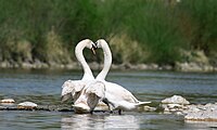 Swans flirting (heart's shape).  