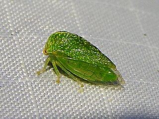 <i>Cyrtolobus dixianus</i> Species of treehopper