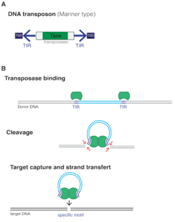 Mobilome entire set of mobile genetic elements in a genome