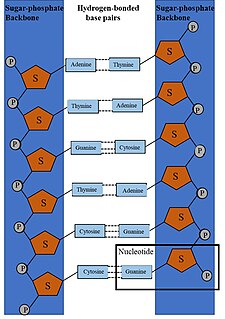 DNA synthesis Wikimedia disambiguation page