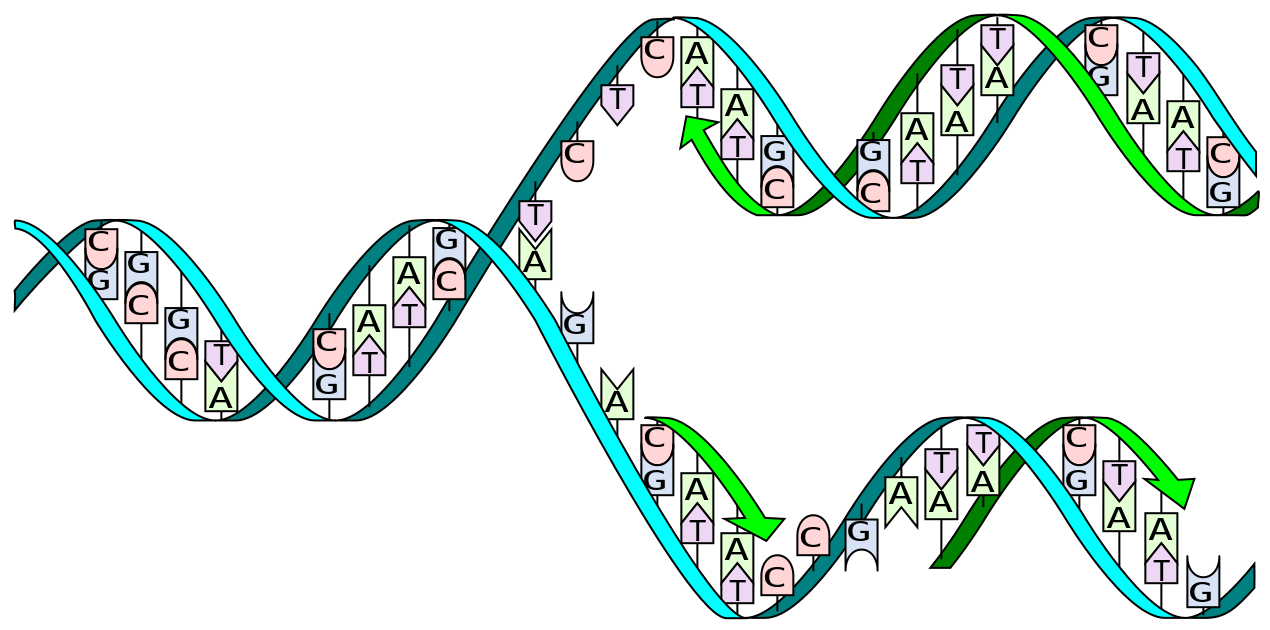 Образование новой днк. Репликация ДНК биология. Репликация молекулы ДНК. Репликация ДНК рисунок. Схема репликации молекулы ДНК.