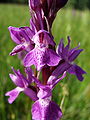 Handekenskruid (Dactylorhiza)