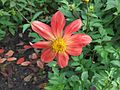 Dahlia coccinea