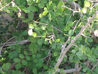 <i>Dalbergia melanoxylon</i> Species of plant