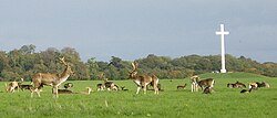 Deer by papal cross.jpg