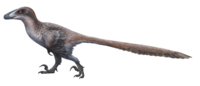 Deinonychus. Deinonychus ewilloughby.png