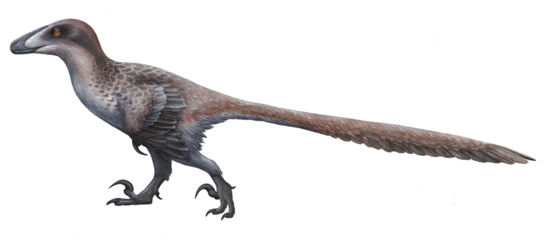 800px-Deinonychus_ewilloughby.png