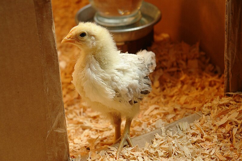 File:Delaware chick, 3 weeks.jpg