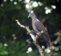 Delegorgues Pigeon (Columba delegorguei) in tree.jpg