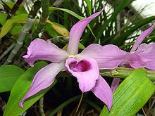 Dendrobium anosmum Orchi 01.jpg