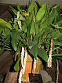 Dendrochilum glumaceum