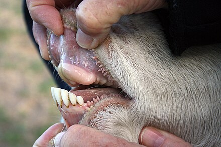 Dental pad of a domestic bovid: Note the absence of upper incisors and canines and the outward projection of the lower teeth.