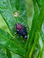 Deraeocoris ruber