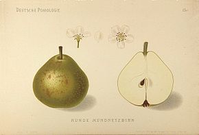 Kuvan kuvaus Deutsche Pomologie - Birnen - 040.jpg.