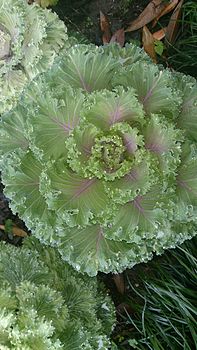 Dew drops on the leaves.jpg