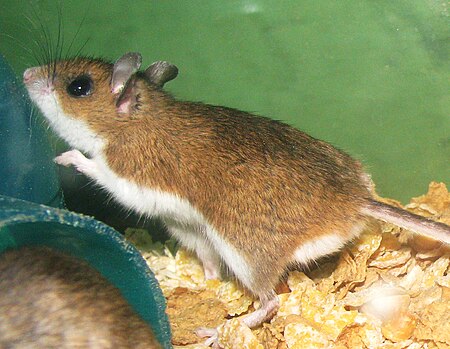 Peromyscus maniculatus