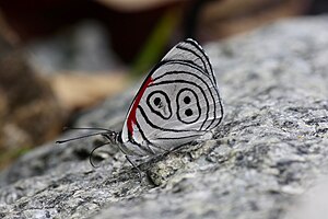 Diaethria neglecta neglecta hindwing undersides.jpg