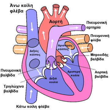 File:Diagram of the human heart (cropped) el.png