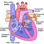 Thumbnail for File:Diagram of the human heart (cropped) el.png