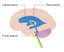 Image depicting the third and fourth ventricle-Herophilus thought as these were the seat of the soul. Diagram showing where the ventricles are in the brain CRUK 387.svg