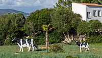 Rank: without Cow sculptures in Cala Llombards in Mallorca