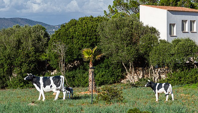 Cow sculptures in Cala Llombards in Mallorca