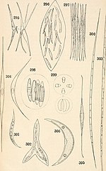 Vignette pour Elakatotrichaceae