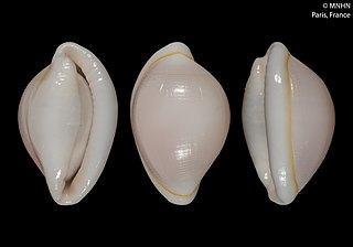 <i>Diminovula rosadoi</i> Species of gastropod