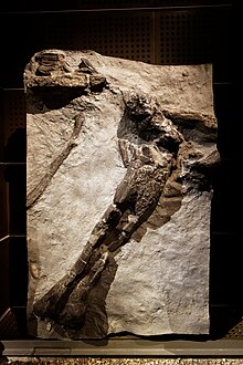 Динозавр - Жизнь в великом - Angeac - Sauropoda - Fémur - 009.jpg