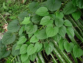 Описание изображения Dioscorea alata.jpg.