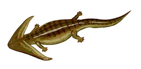 Diplocaulus BW.jpg