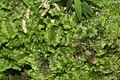 Diplophyllum obtusifolium