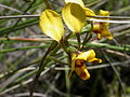 Diuris semilunulata Australia - Canberra Aranda Bushland