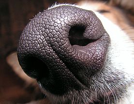 Dog noses