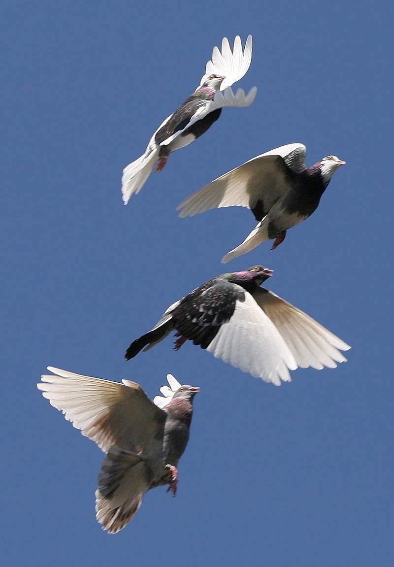 Полёт птиц — Википедия