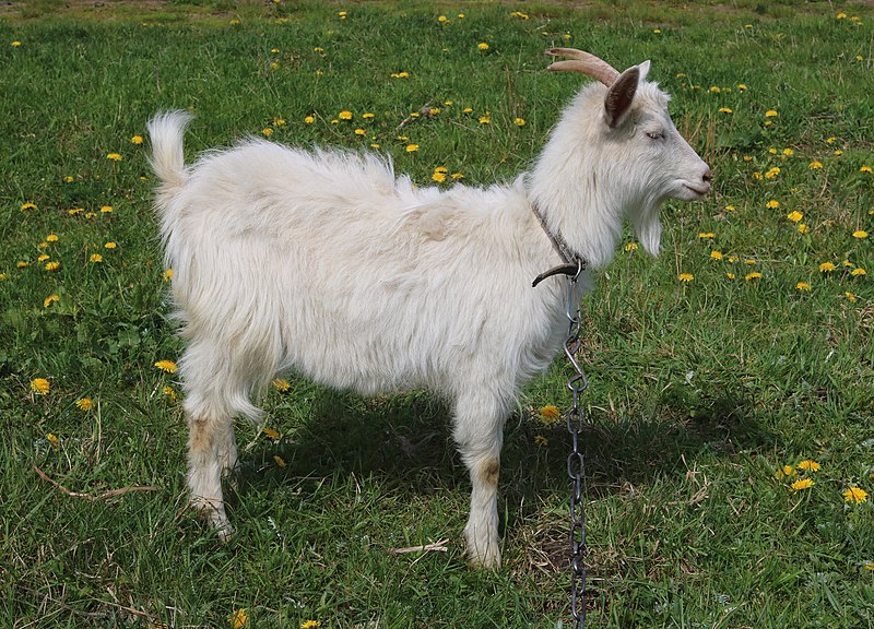 File:Domestic goat 2017 G3.jpg