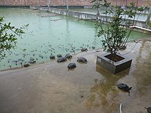 Turtles coming out of a pool at a turtle farm in South China, as the owner calls them by clapping her hands Donghai Island - Guitou Turtle Farm - P1580797.JPG