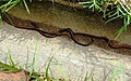 3 snakes in Cape Town