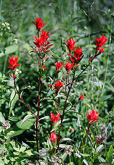 Red paintbrush DwPaintbrushred.jpg