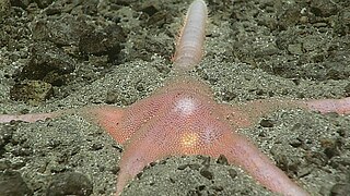 <i>Dytaster</i> Genus of starfishes