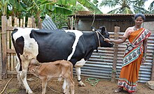 ET calf using farmer's cow ET calf .jpg