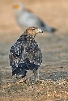 Eastern imperial eagles may be attracted to carrion quite often especially in winter. Here with another scavenger, the Egyptian vulture, in the background. Eastern Imperial Eagle (24979452083).jpg