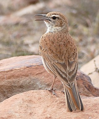 <i>Certhilauda</i> Genus of birds