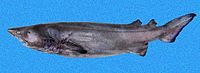 Echinorhinus cookei