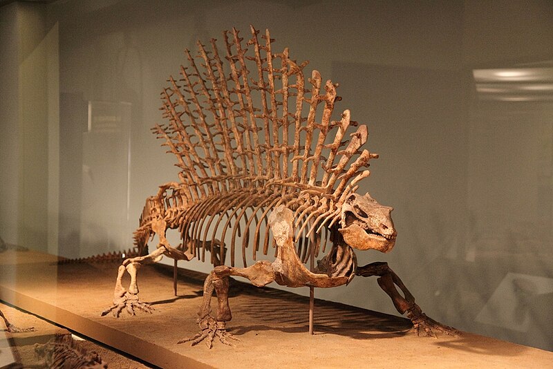 File:Edaphosaurus.jpg