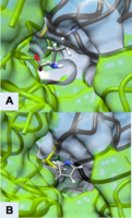 Figure 3 Active Site of ODC Formed by Homodimerization (Green and White Surface Structures) (A) Ornithine in the Active Site of ODC, Cys-360 highlighted in yellow (B) Product of Eflornithine Decarboxylation bound to Cys 360 (highlighted in yellow). The pyrroline ring blocks ornithine from entering the active site[35]