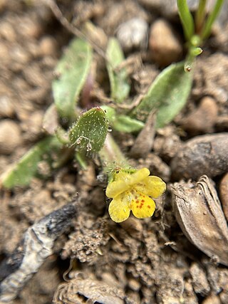 <i>Diplacus pygmaeus</i> Species of flowering plant