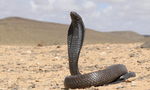 Thumbnail for Egyptian cobra
